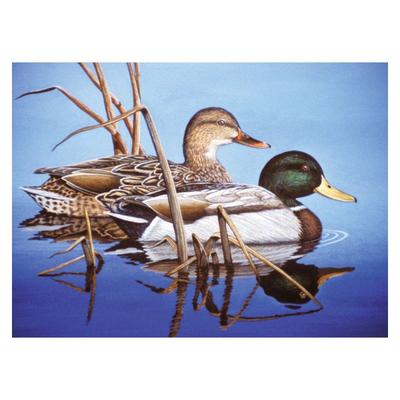 R&L Adult Large A3 Paint by numbers - blu Water Mallards - Dipinti con i numeri