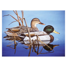 R&L Adult Large A3 Paint by numbers - blå Water Mallards - Mal efter tal