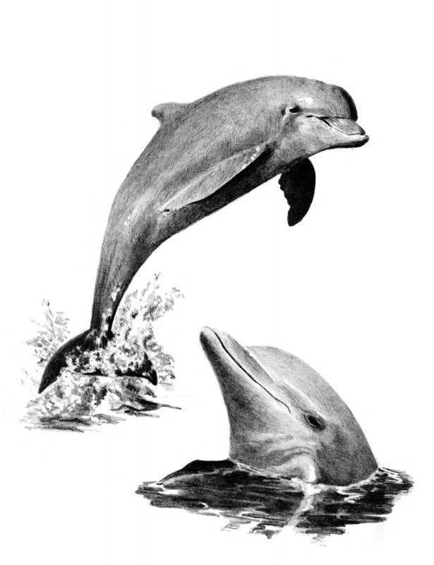 R&L Sketching Made Easy Standard - Dolphins - Mal efter tal